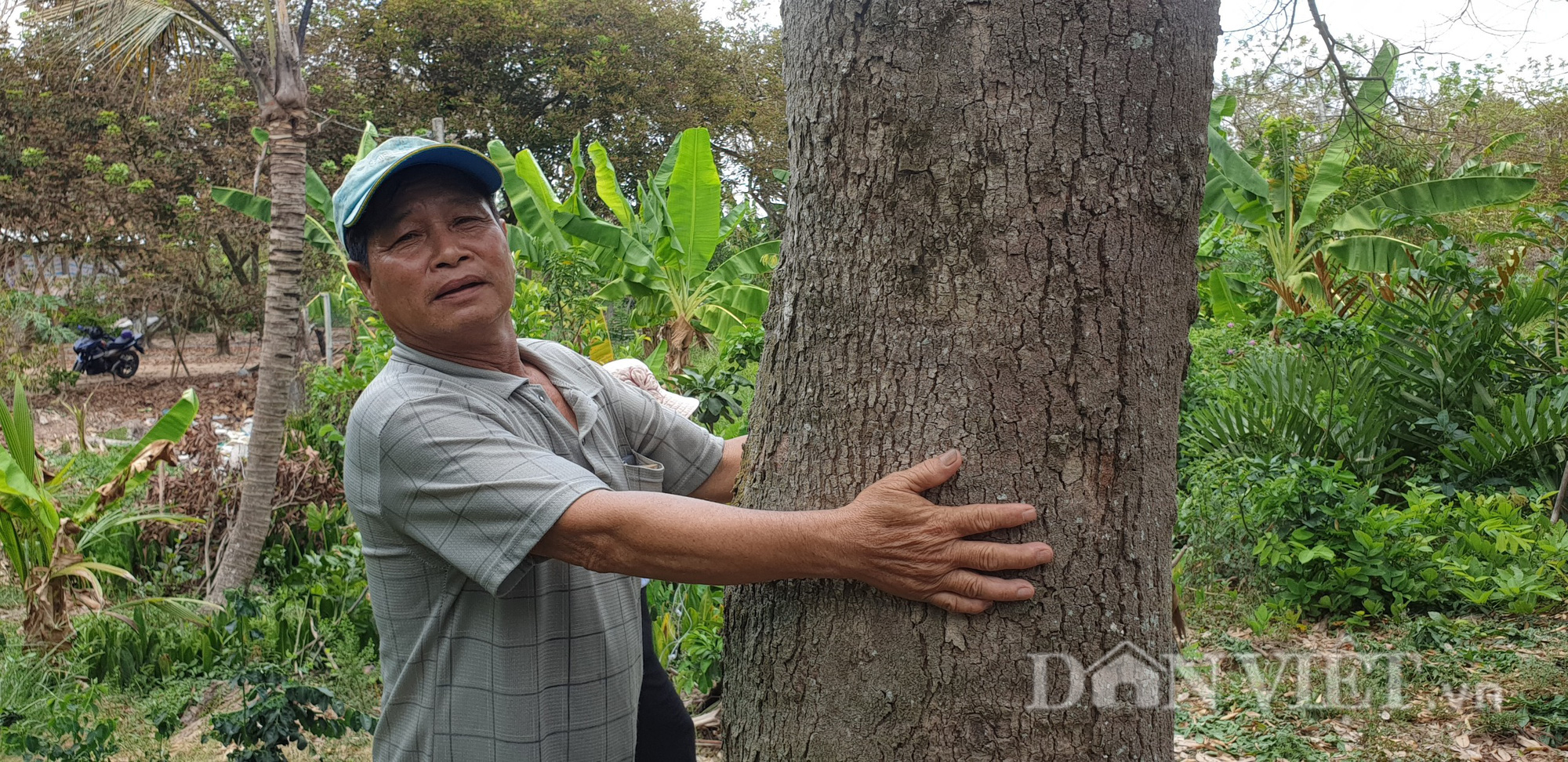 Cây sầu riêng thu 20 triệu đồng/vụ bị chết, lão nông miền Tây có hành động gì? - Ảnh 1.