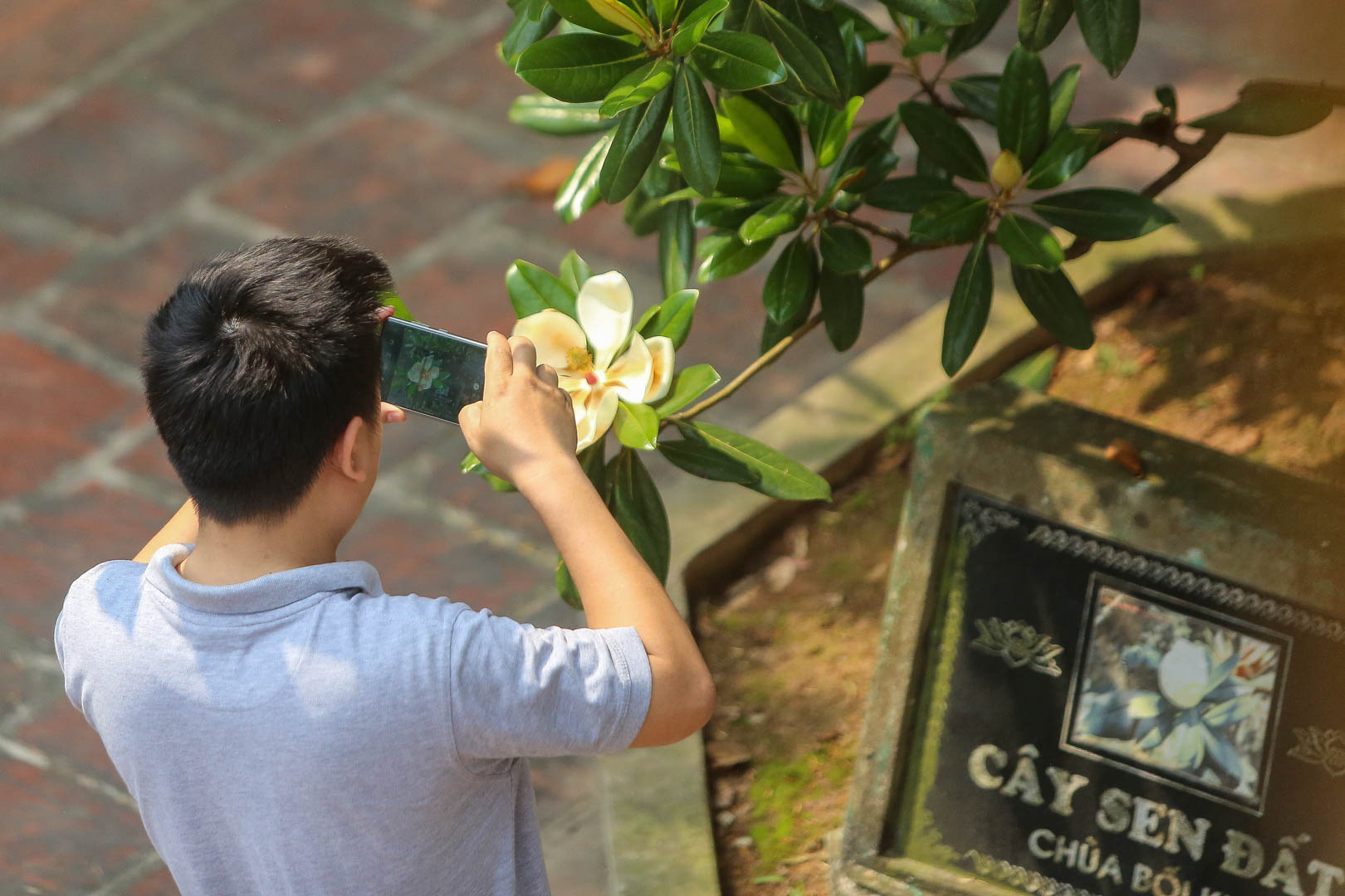 Kỳ lạ đóa sen nằm trên cạn, tỏa hương thơm ngát ngôi chùa trăm năm tuổi - Ảnh 4.