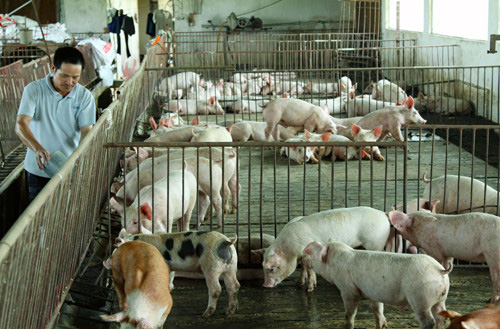 Giám đốc dự án LIFSAP: Nông dân nuôi lợn trong dự án bị dịch tả lợn châu Phi là bất khả kháng - Ảnh 2.