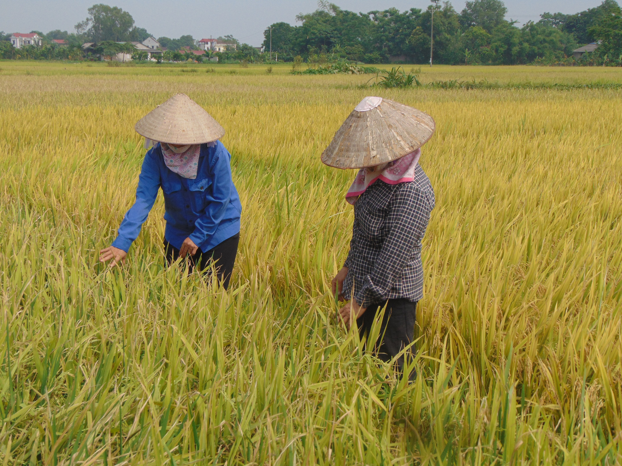 Thái Nguyên: Nhiều hộ dân mất trắng do gieo cấy giống lúa lạ - Ảnh 5.