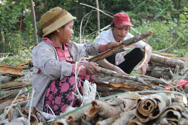 Quảng Ngãi: Huyện có vội khi khai tử dự án vùng chuyên canh quế 500 ha?  - Ảnh 2.