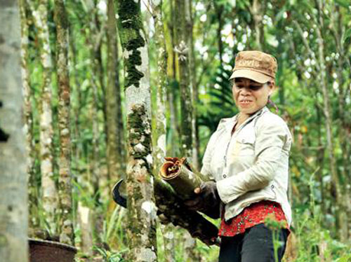 Quảng Ngãi: Huyện có vội khi khai tử dự án vùng chuyên canh quế 500 ha?  - Ảnh 1.