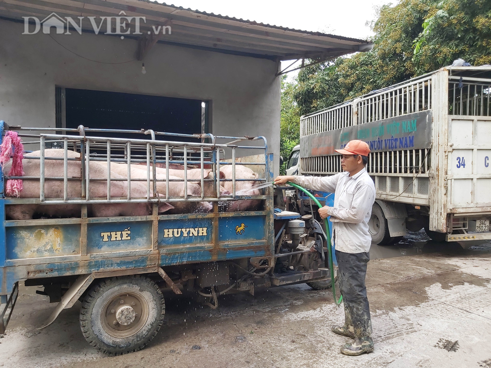 Chợ đầu mối lợn lớn nhất phía Bắc: cảnh mua bán tấp nập, giá lợn hơi tại chợ giảm từ 2.000 đồng - 4.000 đồng/kg - Ảnh 8.