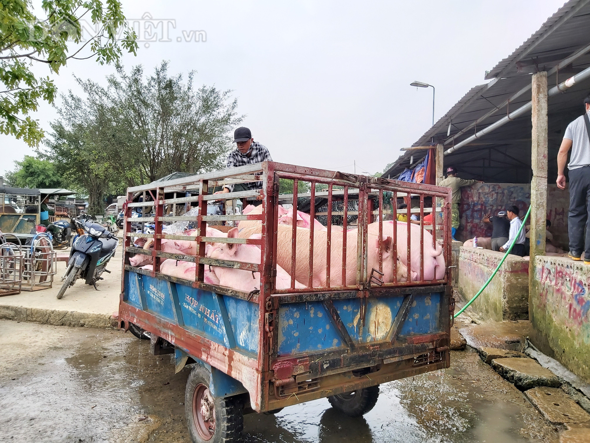 Chợ đầu mối lợn lớn nhất phía Bắc: cảnh mua bán tấp nập, giá lợn hơi tại chợ giảm từ 2.000 đồng - 4.000 đồng/kg - Ảnh 10.