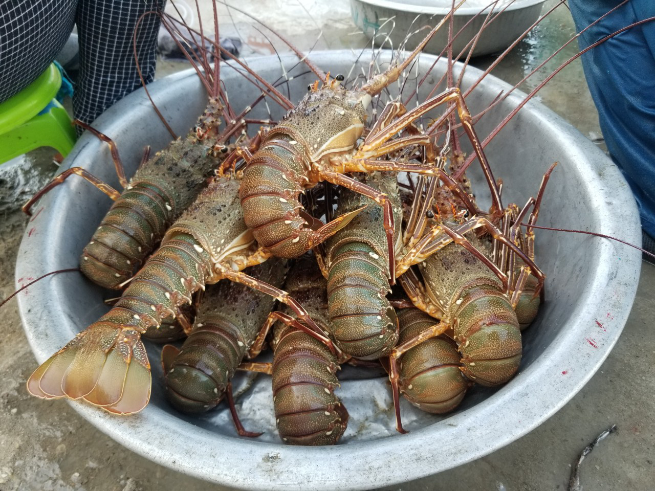 Thả lưới ở rạn san hô chết, ai ngờ trúng đậm mẻ cá chuồn bay, tôm hùm biển - Ảnh 1.