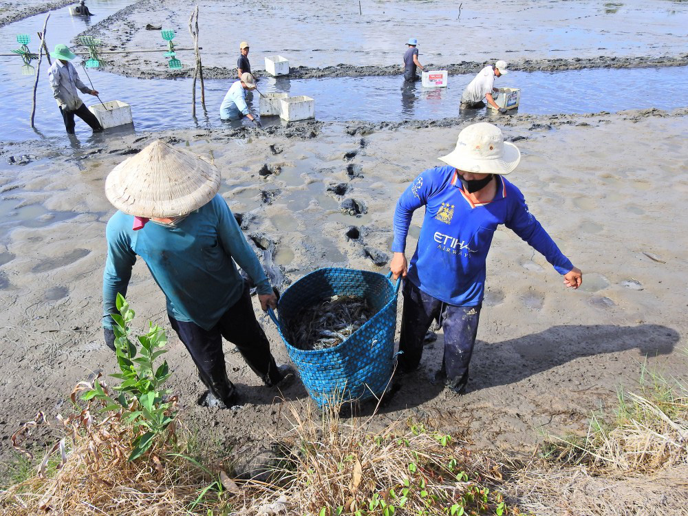 Nhộn nhịp lội ruộng bắt tôm càng xanh to, bự, nhảy tanh tách ở Kiên Giang - Ảnh 8.