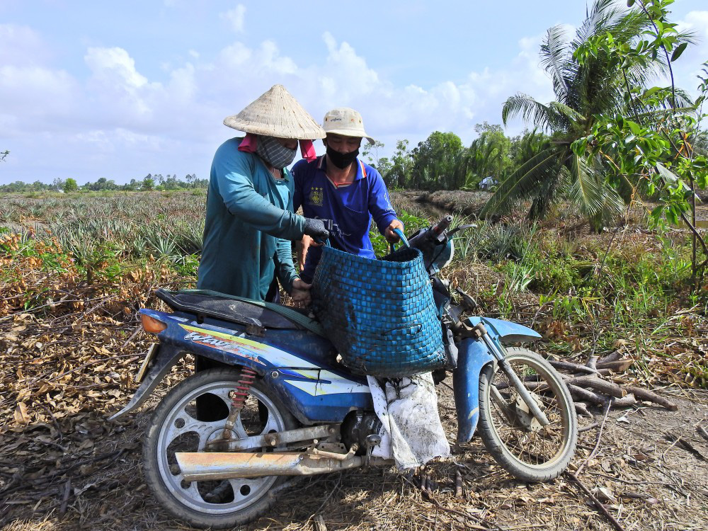 Nhộn nhịp lội ruộng bắt tôm càng xanh to, bự, nhảy tanh tách ở Kiên Giang - Ảnh 9.