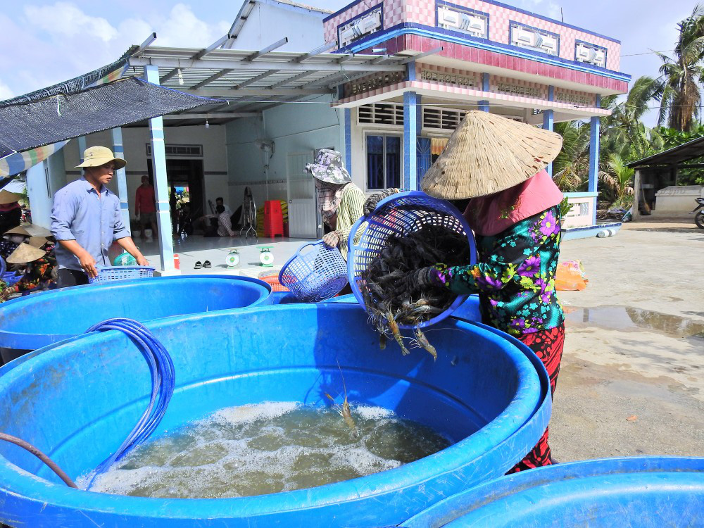 Nhộn nhịp lội ruộng bắt tôm càng xanh to, bự, nhảy tanh tách ở Kiên Giang - Ảnh 13.