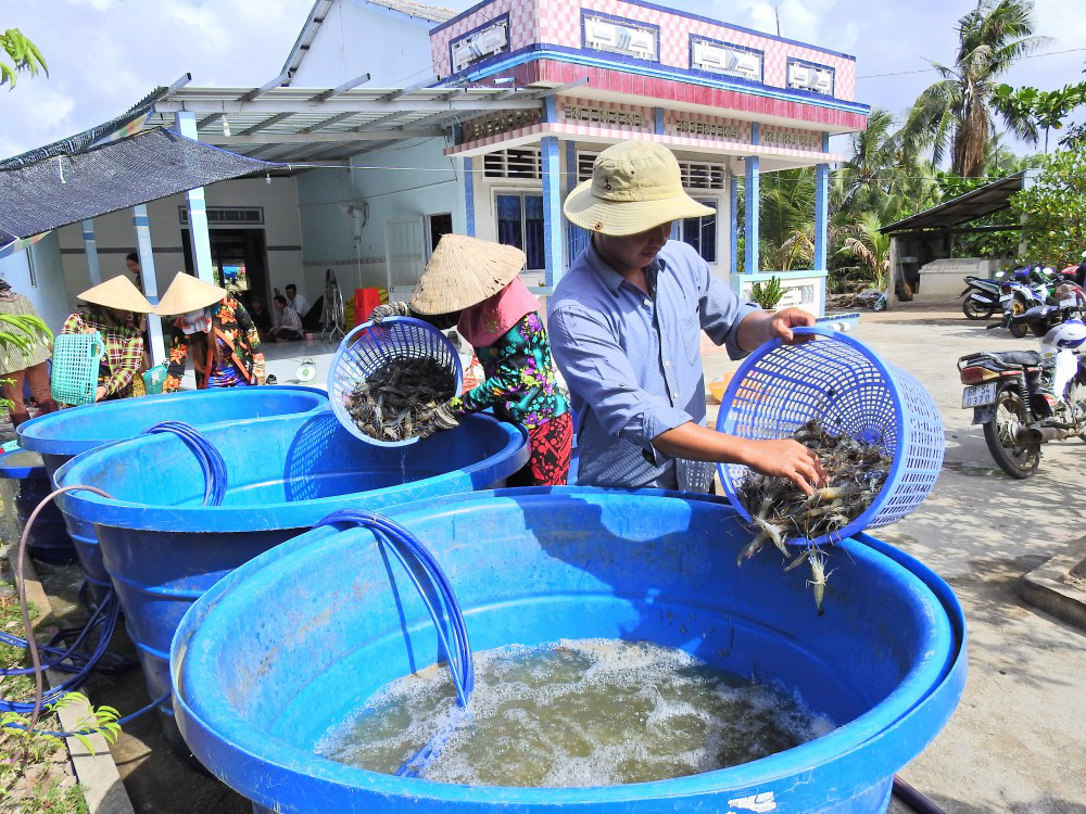 Nhộn nhịp lội ruộng bắt tôm càng xanh to, bự, nhảy tanh tách ở Kiên Giang - Ảnh 14.