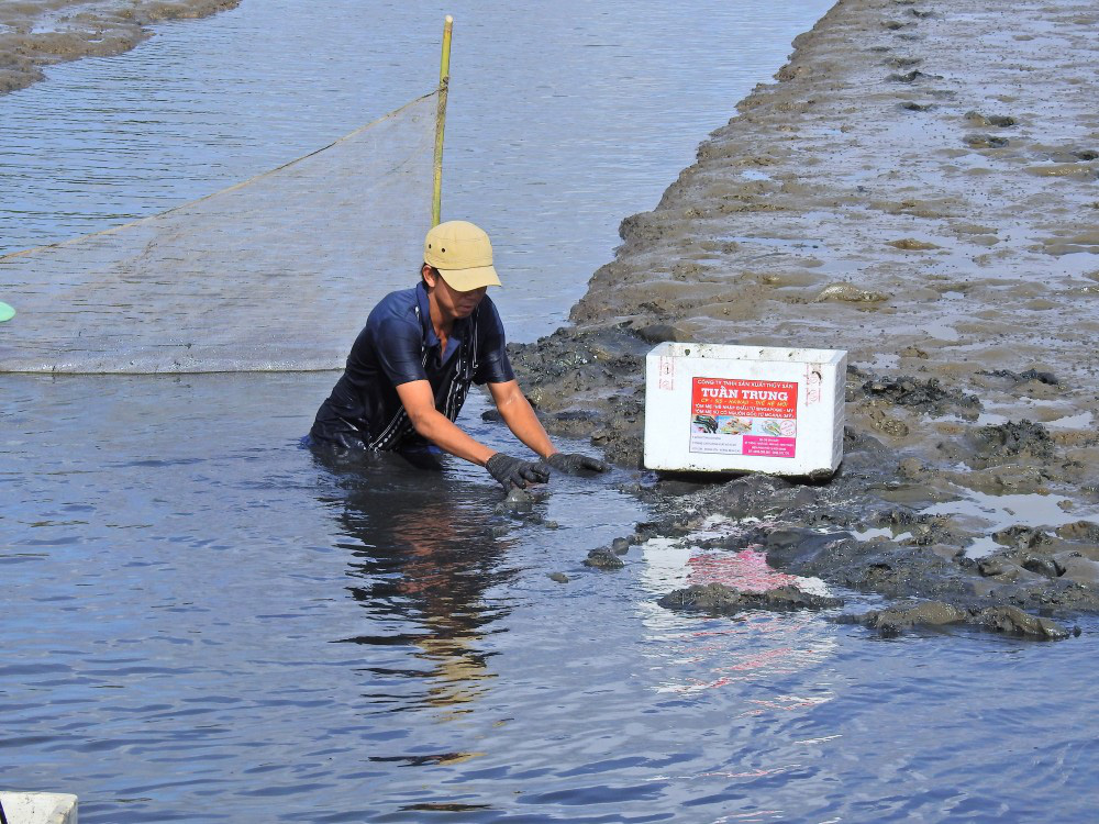 Nhộn nhịp lội ruộng bắt tôm càng xanh to, bự, nhảy tanh tách ở Kiên Giang - Ảnh 7.