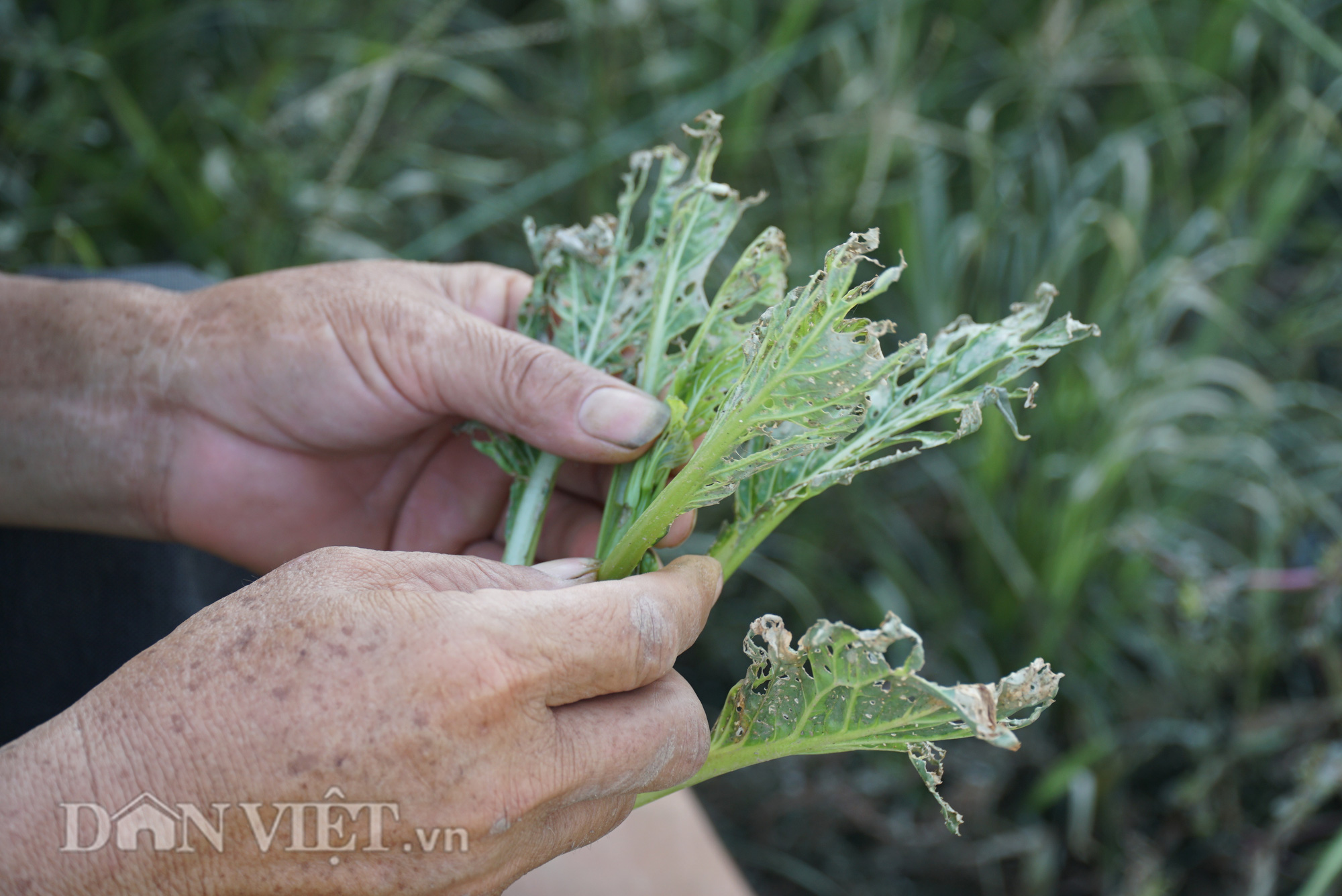 Người trồng rau Mê Linh khóc ròng vì những ruộng rau bạc trắng vì sâu bệnh - Ảnh 7.