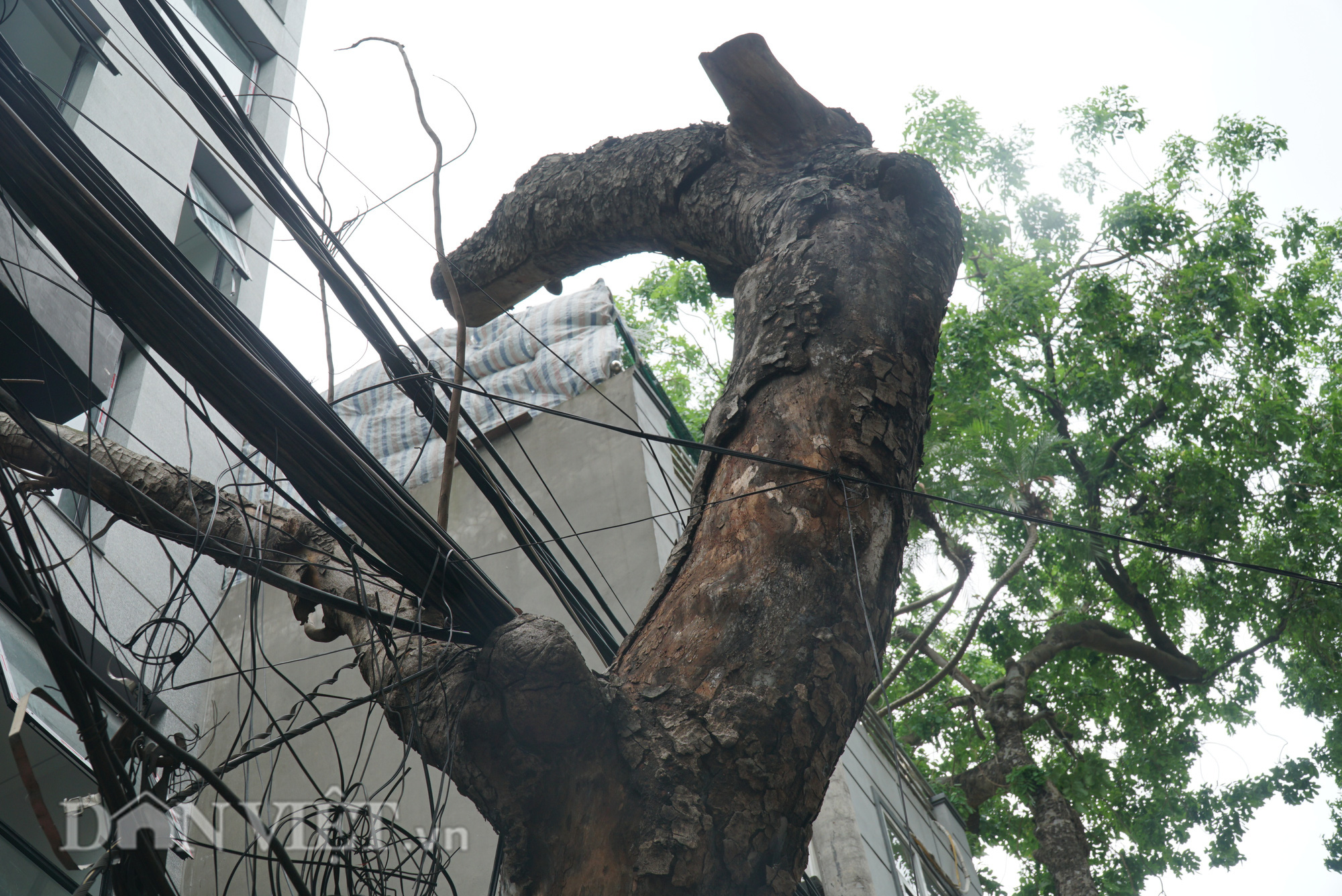 Ẩn hoạ đến từ những cây xanh chết khô trên đường phố Hà Nội - Ảnh 9.