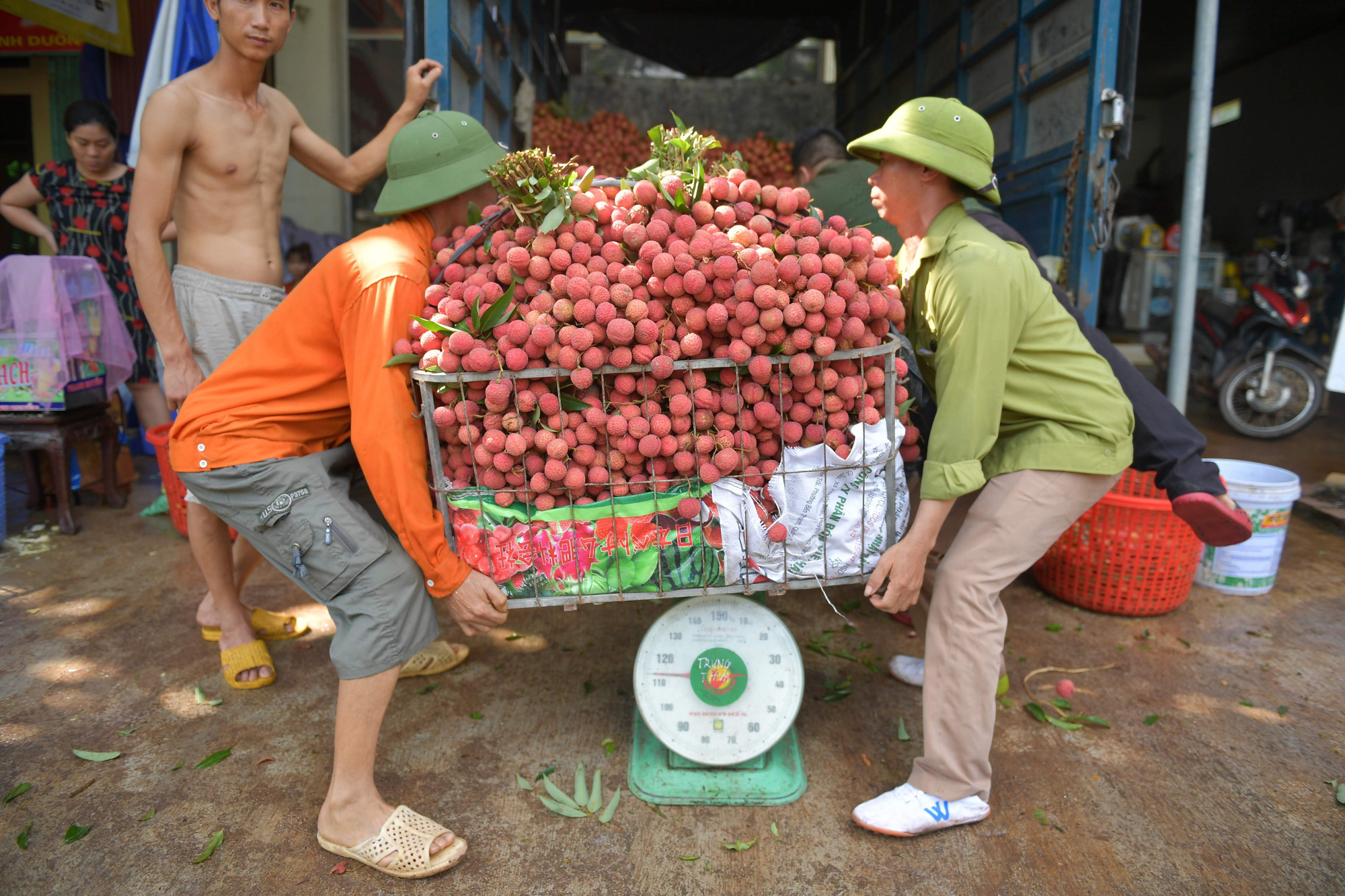 309 thương nhân Trung Quốc được nhập cảnh đến Lục Ngạn mua vải thiều - Ảnh 1.