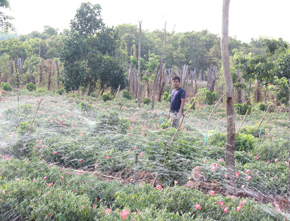 Đắk Lắk: Chặt hết cà phê, phá vườn chanh dây, té ra 1 thời gian sau &quot;mọc&quot; lên toàn sâm - Ảnh 2.