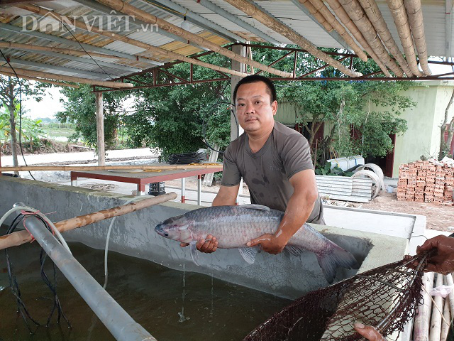 Nam Định: Giàu lên nhờ nuôi thêm cá &quot;khủng&quot; - Ảnh 1.