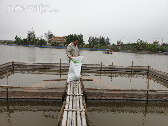 Nam Định: Giàu lên nhờ nuôi thêm cá "khủng" - Ảnh 2.