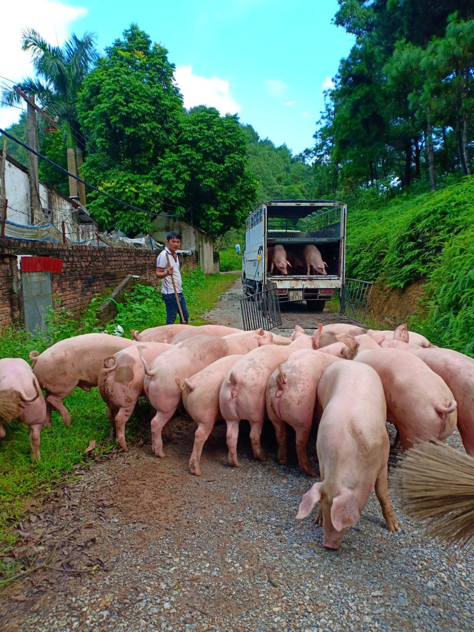 Bộ trưởng Nguyễn Xuân Cường: Sẽ hỗ trợ mạnh cho nông hộ tái đàn lợn - Ảnh 3.