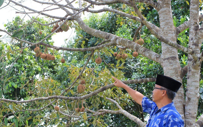 Kỳ lạ sầu riêng không gai - triệu quả mới có một - Ảnh 2.