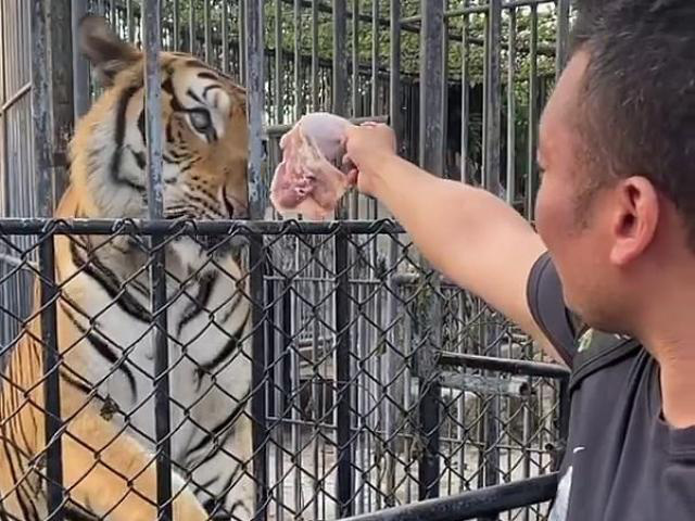 Consequences for breaking into the zoo to feed “starved tigers because of Covid-19”