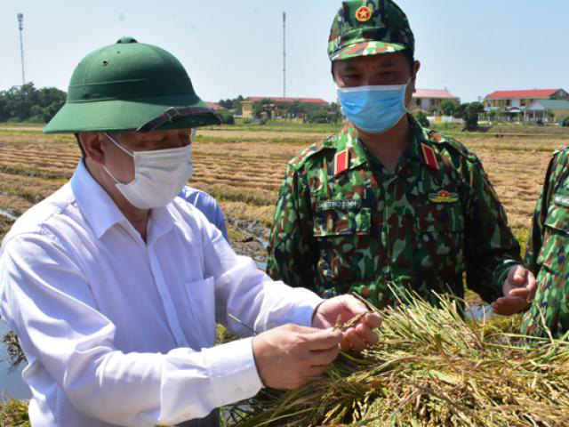 Huế: 11.000 ha lúa thiệt hại, Chủ tịch tỉnh xuống đồng động viên nông dân