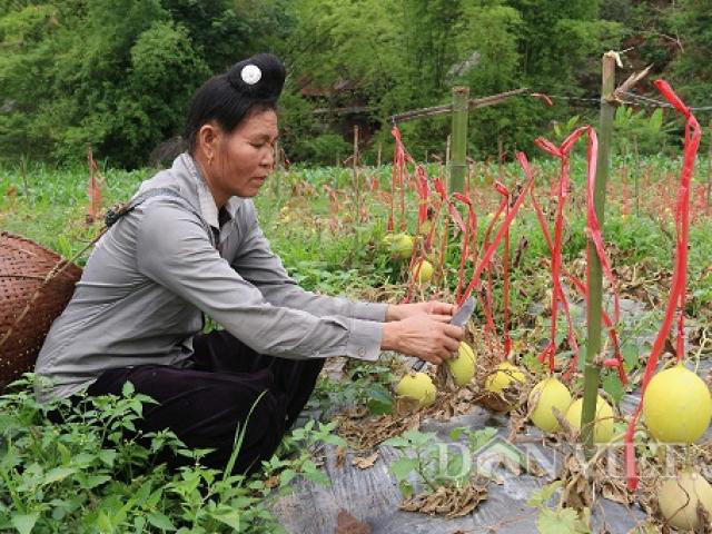 Sơn La: Lạ, vườn dưa lê chết khô, trái vẫn treo lủng lẳng vàng tươi