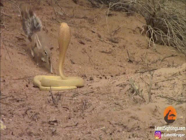 The ground squirrel fought with the king cobra for half an hour and it ended