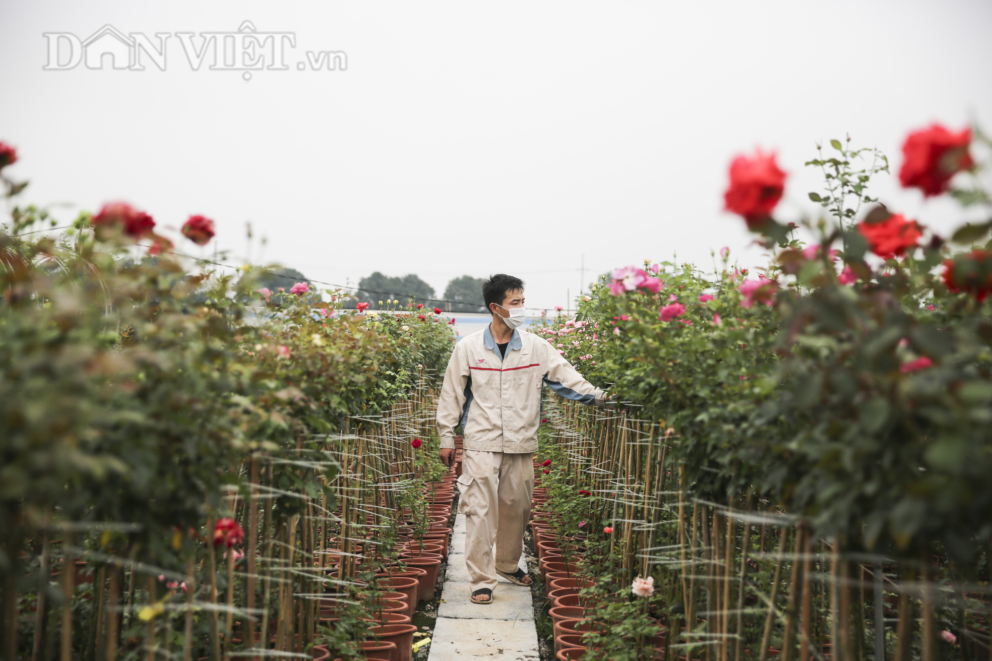 Gian nan khôi phục 100ha đất trồng hoa tại Hạ Lôi  - Ảnh 7.