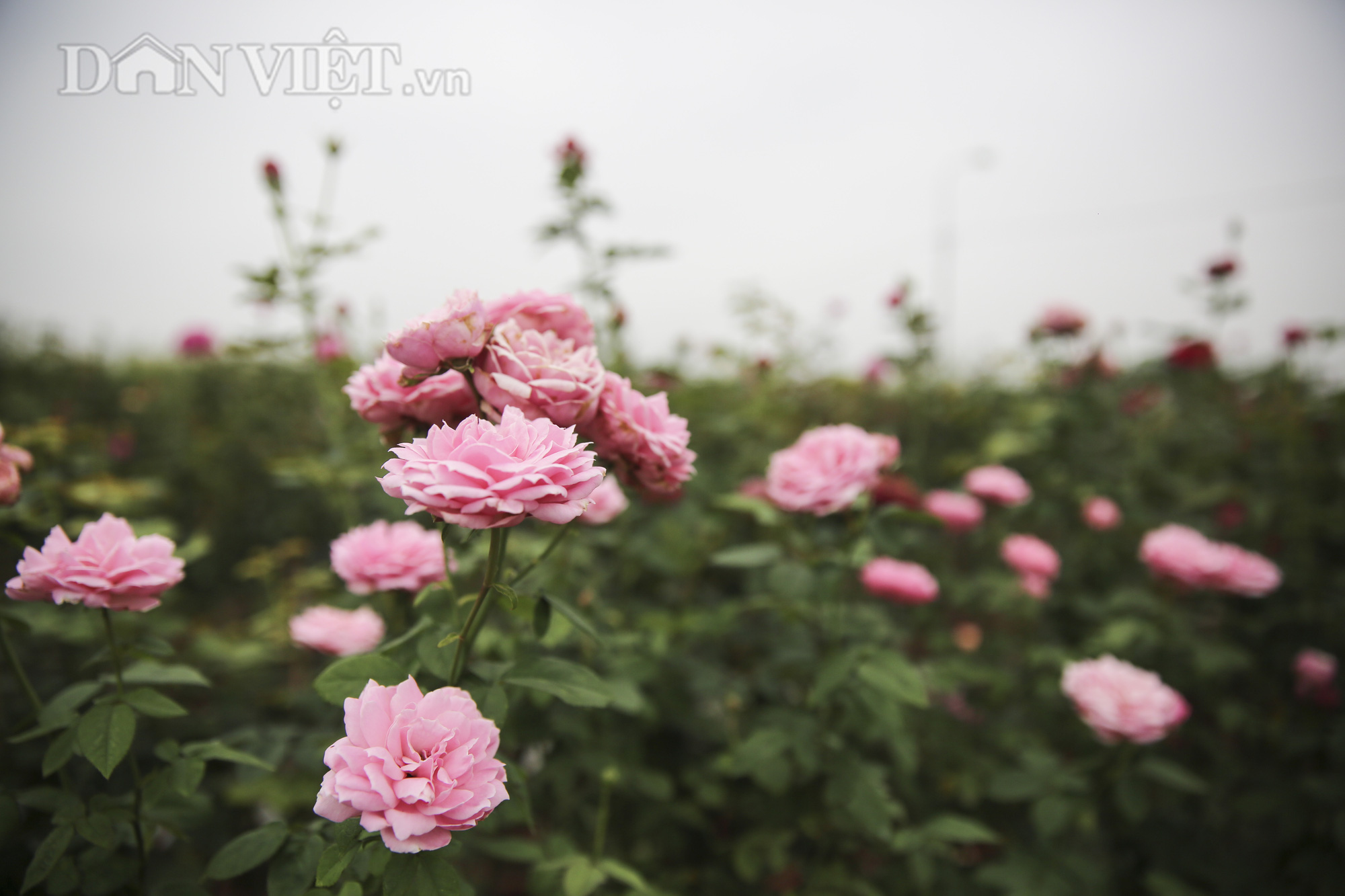 Gian nan khôi phục 100ha đất trồng hoa tại Hạ Lôi  - Ảnh 8.