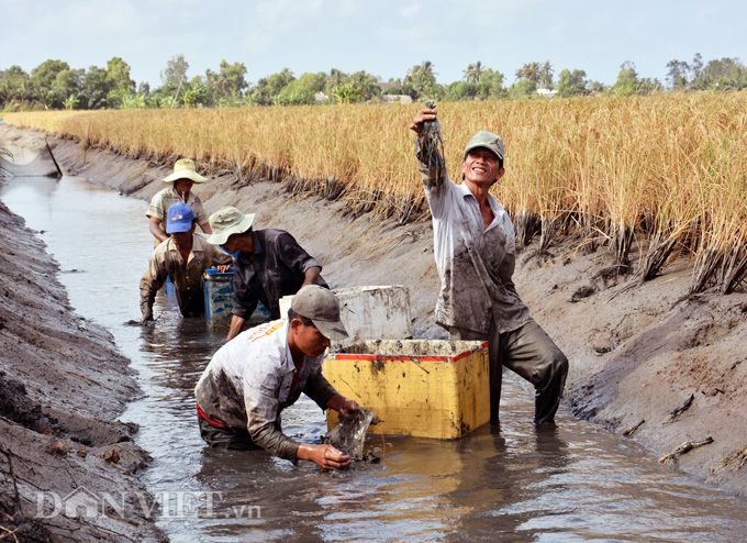 Kiên Giang: Cho tôm – lúa “chung nhà”, nông dân lãi hàng trăm triệu/năm - Ảnh 1.