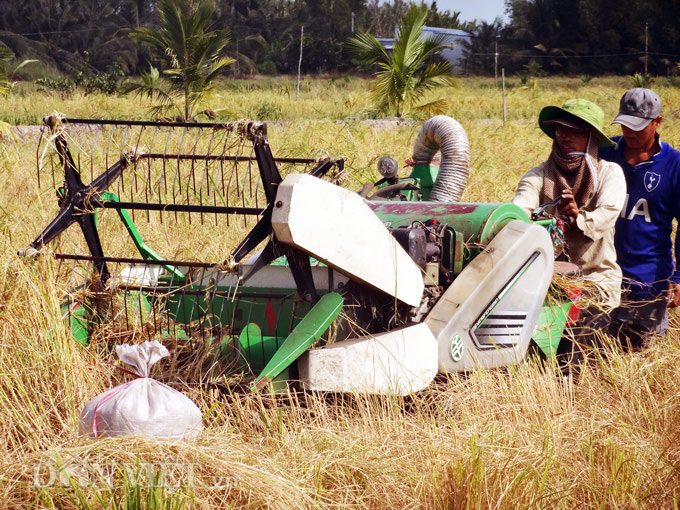 Kiên Giang: Cho tôm – lúa “chung nhà”, nông dân lãi hàng trăm triệu/năm - Ảnh 2.