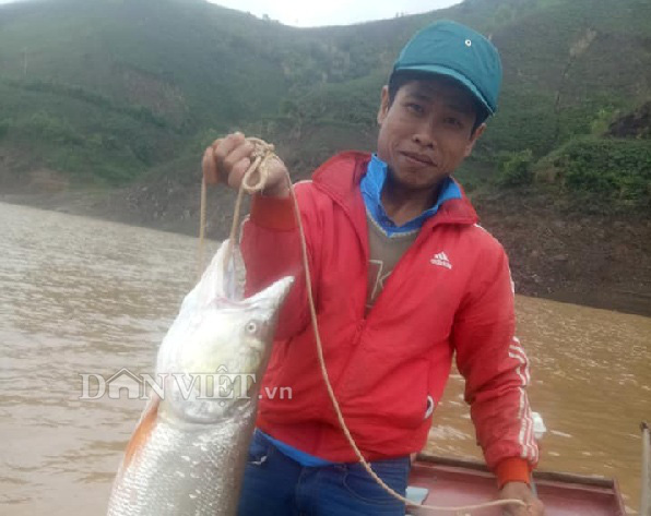 Theo chân ngư phủ sông Đà săn cá măng khủng ví như "thủy quái" - Ảnh 5.