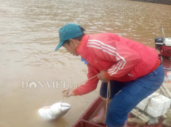 Theo chân ngư phủ sông Đà săn cá măng khủng ví như "thủy quái" - Ảnh 4.