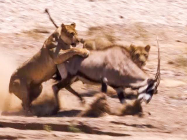 Rơi vào vòng vây của sư tử, linh dương sừng kiếm chống trả quyết liệt và cái kết