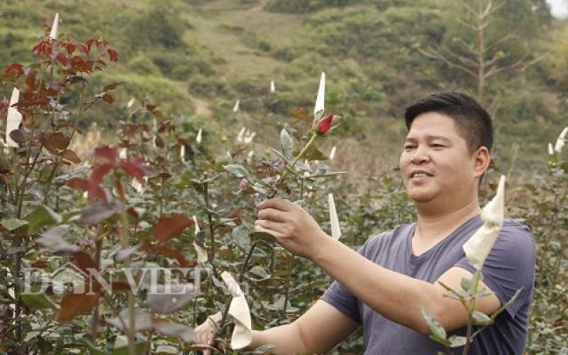 Bỏ phố lên núi trồng hoa tình yêu, trai Hà Nội kiếm nửa tỷ đồng mỗi năm