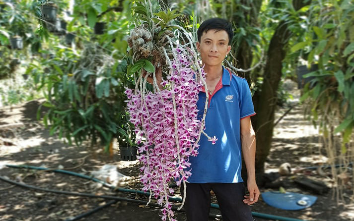 Trai Đắk Nông khoe giò hoa lan rừng Phi điệp tím 'khủng', dân mạng sốt rần rần