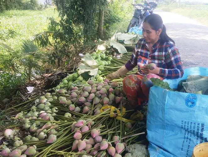 An Giang: Trồng sen Quan âm mang đến may mắn an lành, thương lái mua cả hoa, lá lẫn củ