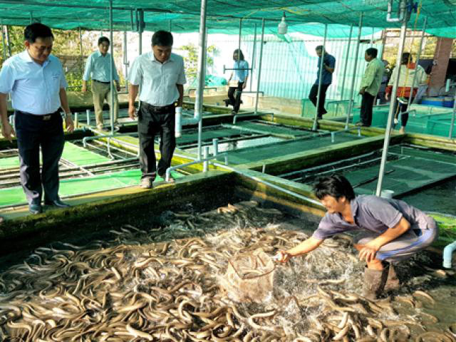 HD Hồng Dân có hơn 400 hộ áp dụng mô hình nuôi lươn không bùn