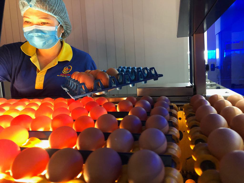 Soi cực tím, tìm trứng gà sạch đạt chuẩn &quot;3 sao&quot; ở nhà máy trứng 100 tỷ đồng - Ảnh 1.