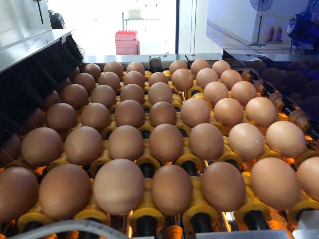 Soi cực tím, tìm trứng gà sạch đạt chuẩn &quot;3 sao&quot; ở nhà máy trứng 100 tỷ đồng - Ảnh 2.