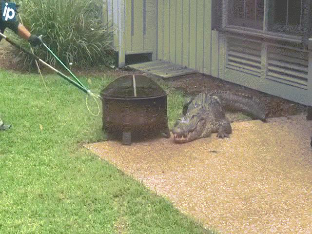 Heartbreaking screen submission of aggressive crocodiles “infiltrated” people’s houses