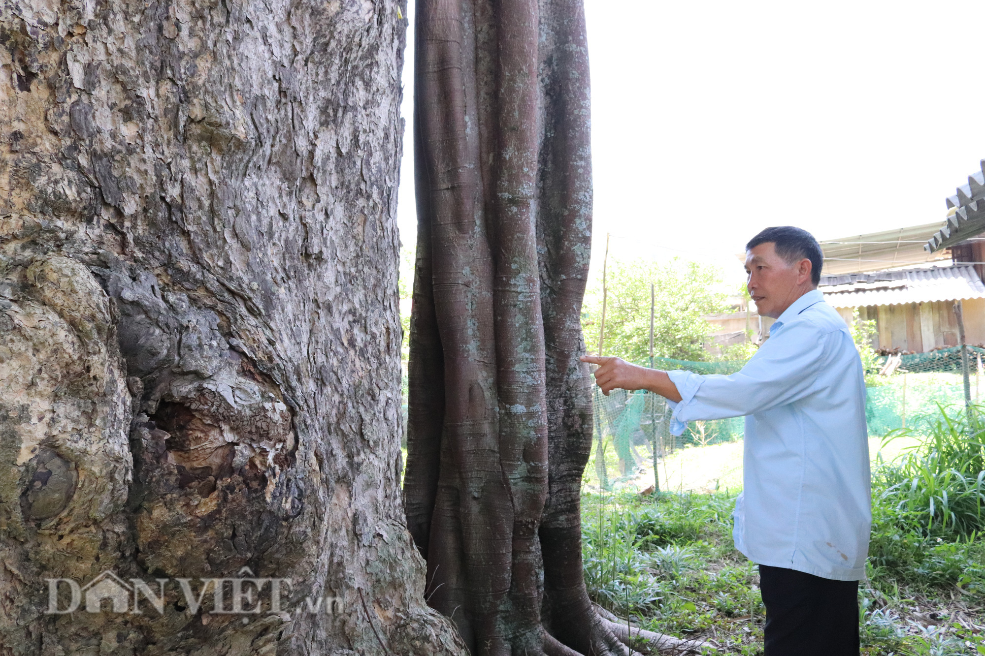 Clip: Kỳ bí &quot;cây thần&quot; khổng lồ ngàn tuổi, dân bản phải dâng lợn, chó, gà - Ảnh 5.