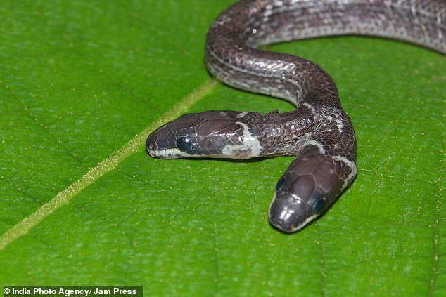 Siêu hiếm trong tự nhiên: Con rắn có hai đầu hoạt động độc lập với nhau - Ảnh 1.
