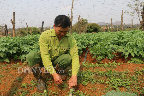 Sơn La: Nắng chang chang, khoai tây trồng ở đây vẫn tốt ngùn ngụt - Ảnh 2.