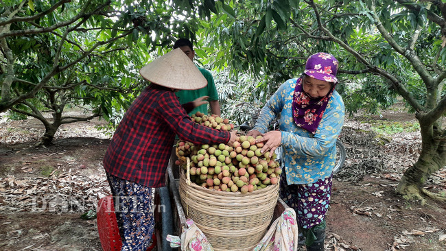 Bội thu vải chín sớm Phương Nam, nông dân Quảng Ninh thu hàng chục tỷ đồng - Ảnh 8.