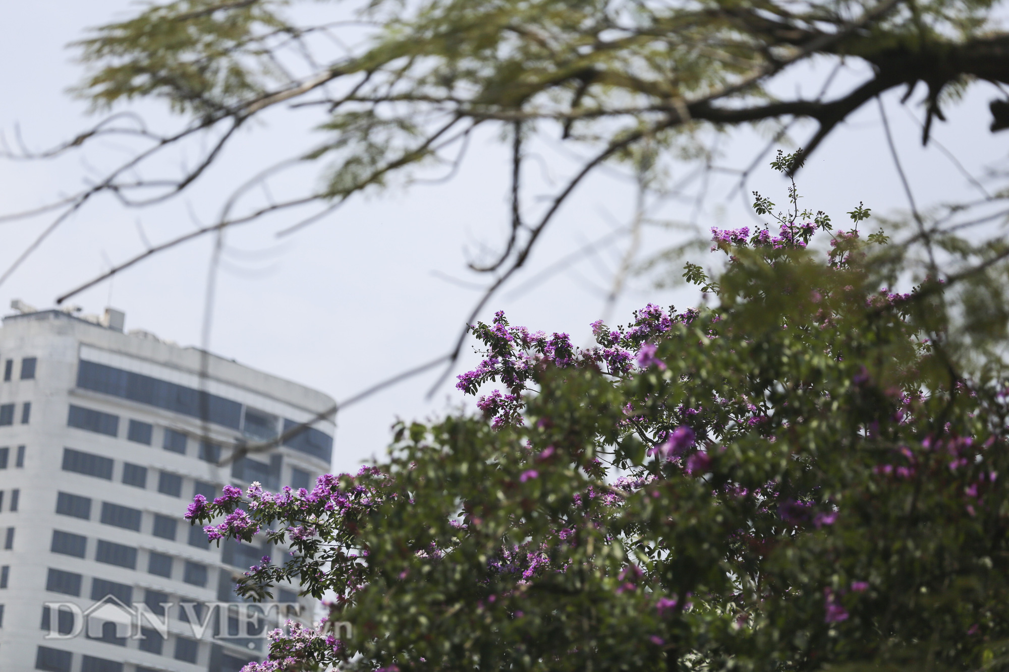 Hoa bằng lăng bung nở “nhuộm tím” đường phố Hà Nội - Ảnh 10.