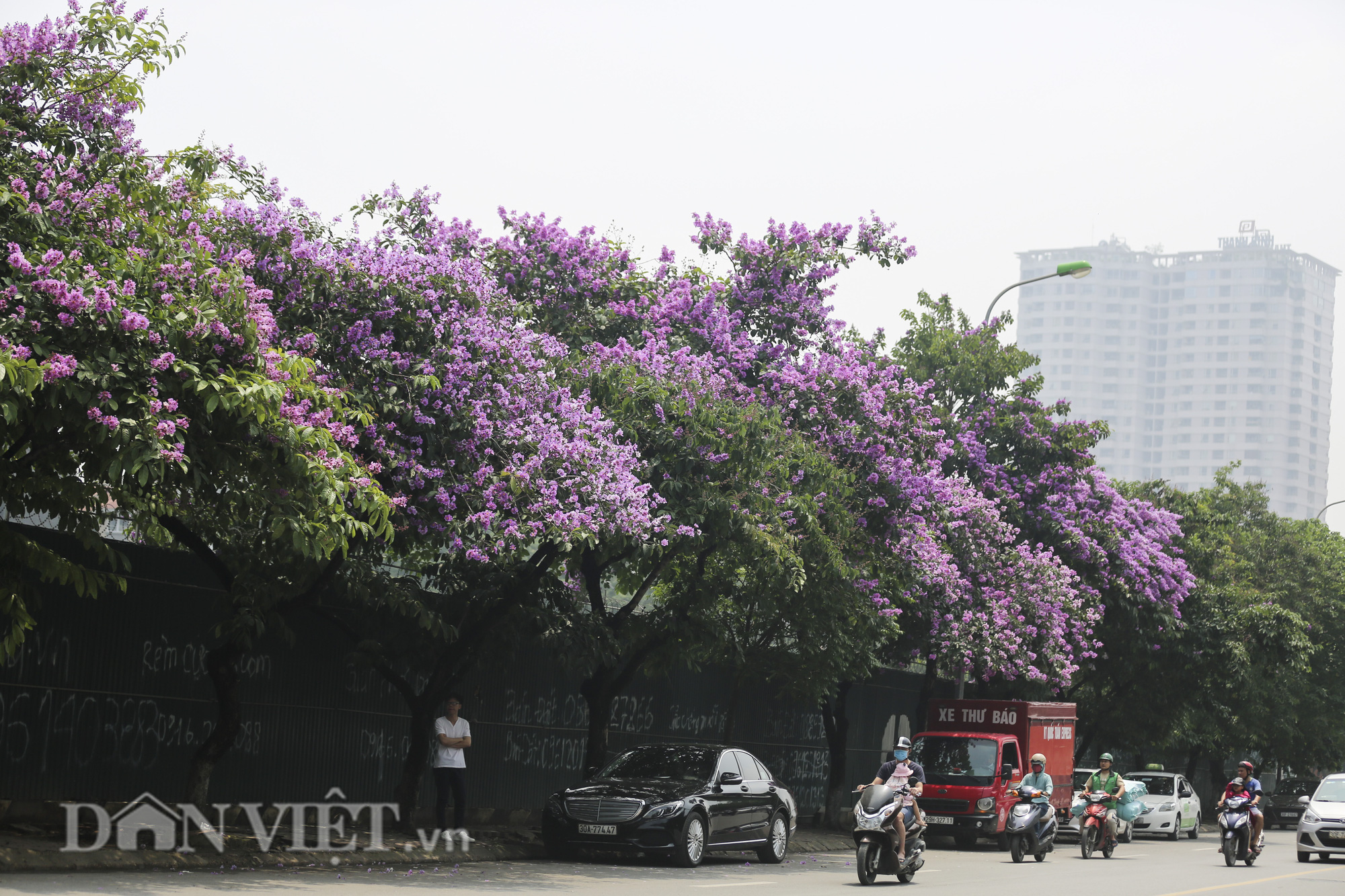 Được biết đến như một loài hoa đặc trưng của miền nhiệt đới Nam Á. Cây bằng lăng ban đầu được trồng để làm cảnh quan đô thị và để tạo bóng mát, sau dần trở thành một điểm nhấn quen thuộc với Hà Nội vào mỗi dịp hè về.