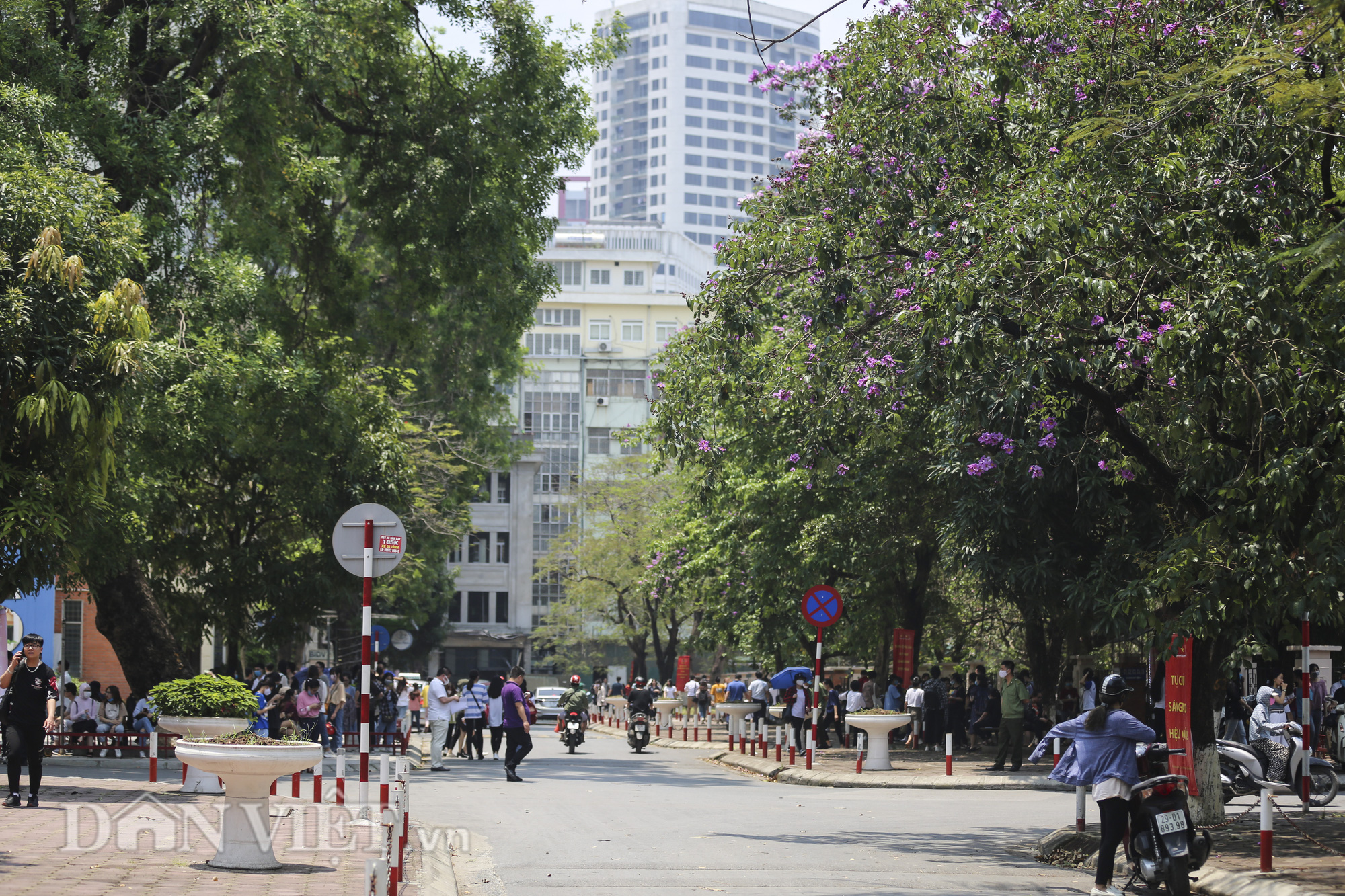 Trong khuôn viên trường Đại học Sư phạm Hà Nội và Đại học Bách khoa Hà Nội cũng nổi tiếng với những con đường phủ bóng cây hoa bằng lăng.
