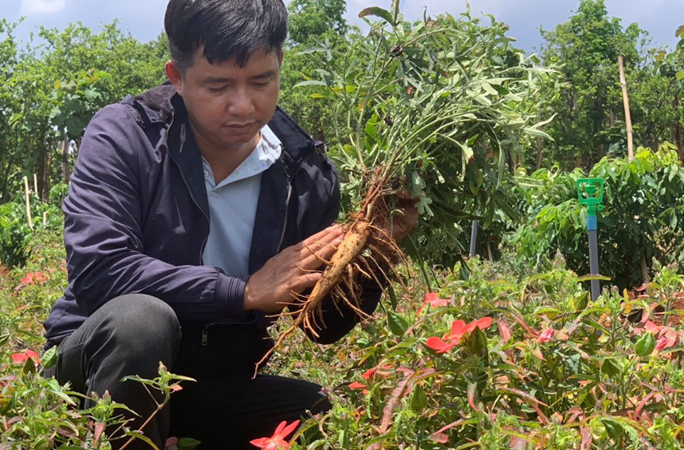 Đắk Lắk: Bất ngờ vườn &quot;mọc&quot; lên toàn sâm sau khi 8X quyết chặt cà phê, bỏ chanh dây - Ảnh 3.