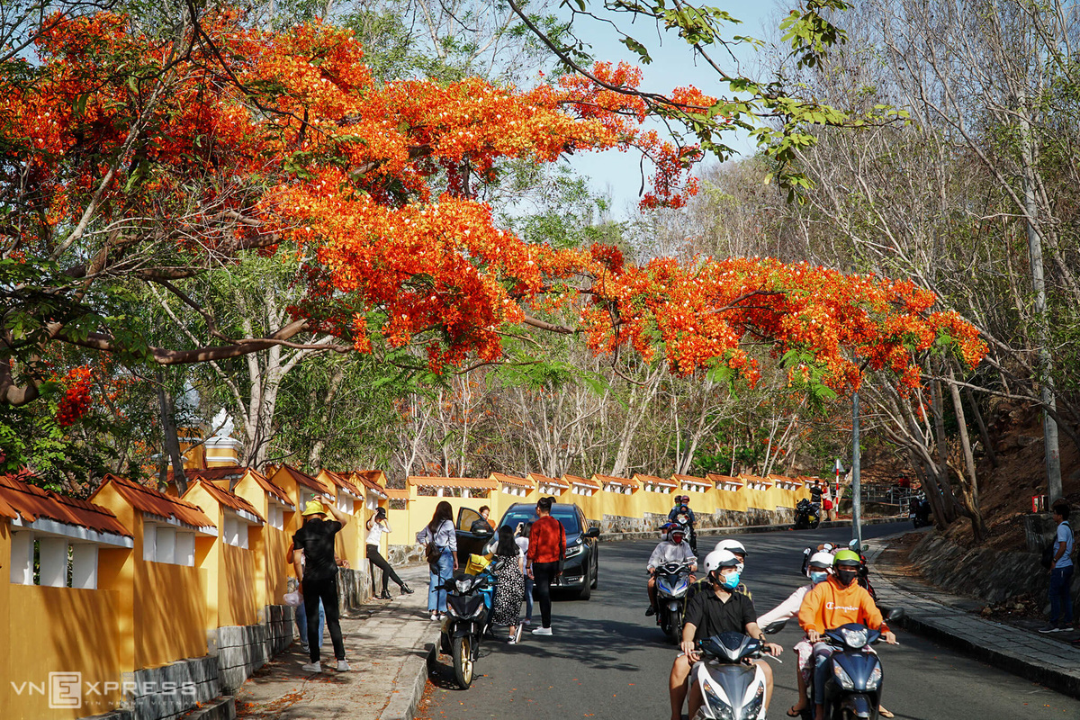 Phượng khoe sắc ở Vũng Tàu - Ảnh 2.