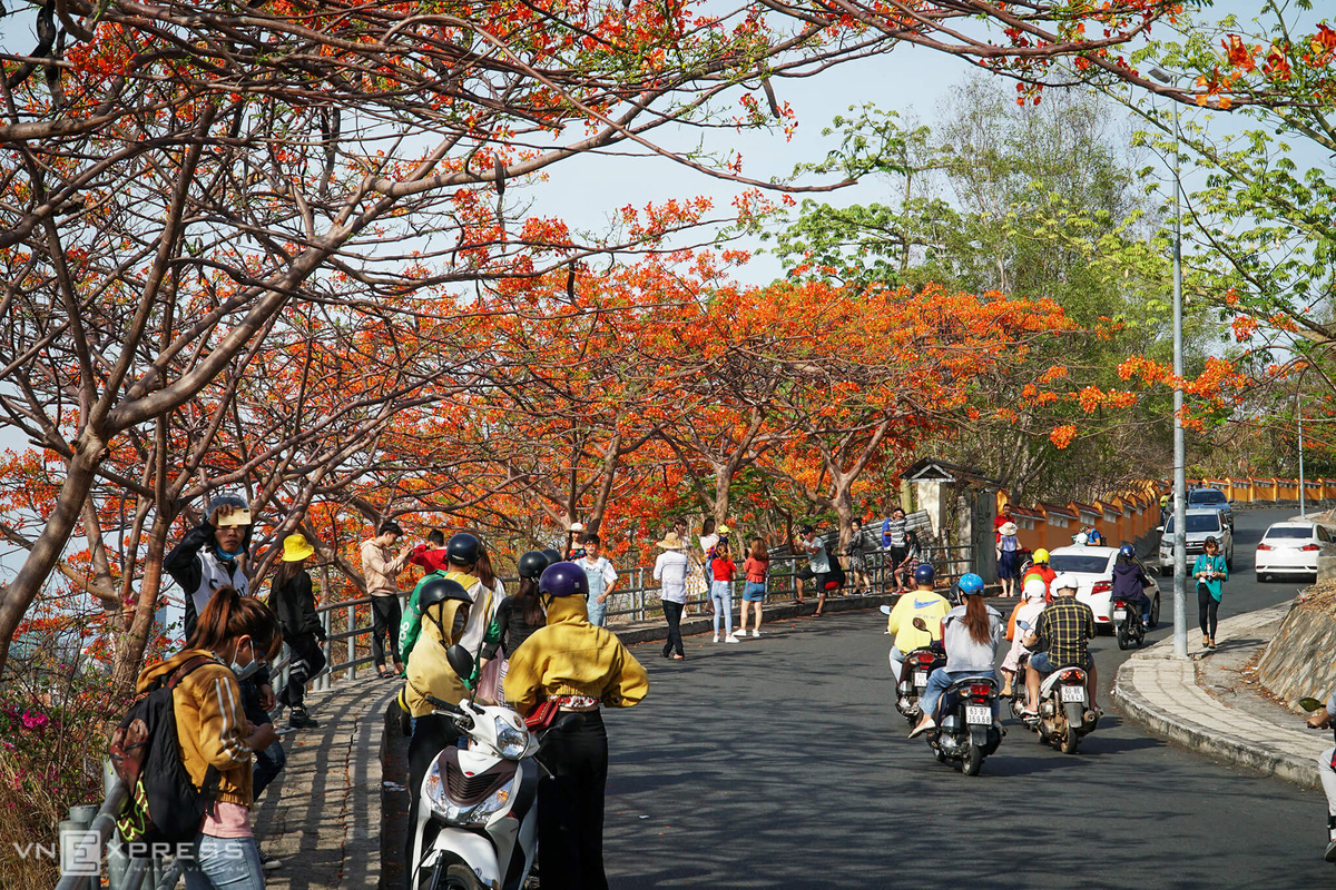 Phượng khoe sắc ở Vũng Tàu - Ảnh 5.